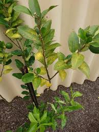 Forum Lemon Tree Disease