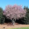 The tree itself can grow to fifteen feet in height, and it makes a great specimen. Https Encrypted Tbn0 Gstatic Com Images Q Tbn And9gctmvti6pf3 5kmkalbe6uib67nmozbwi9mqw7rq Auegycesl7k Usqp Cau