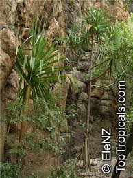 Image result for Pandanus sp. B