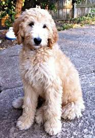 Perfect Coat Length Goldendoodle Grooming Goldendoodle Labradoodle Puppy