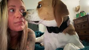 Our crazy Daisy. Our 8 month old pound puppy. The silliest dog ever. So  happy we adopted her.