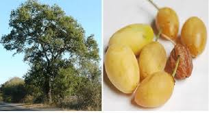 Image result for Berchemia