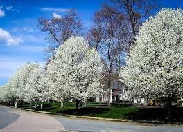 The cleveland pear tree does not produce pears; 10 Fast Growing Plants For Almost Instant Curb Appeal Trees For Front Yard Flowering Pear Tree Fast Growing Trees