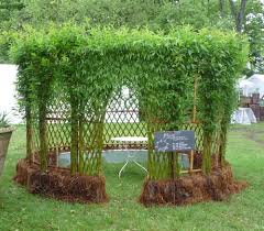 La technique est assez délicate car, mal réalisée, elle peut abîmer les arbres, voir rompre les branches. L Osier Vivant Quelle Belle Vannerie Blog Jardin