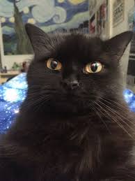 Mostlycatsmostly Cat Love Black Cat Cats And Kittens
