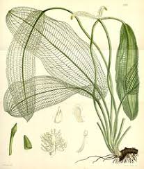 Aponogeton crispus is an aquatic plant species. Wasserahren Wikipedia