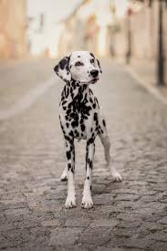 Image result for dalmatin