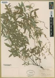 Image result for Desmodium intortum