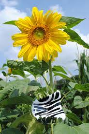 contastry black and white orthocryl retainer and a yellow sunflower
