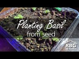 Pour some seeds into your palm, and sprinkle the soil surface with a few seeds. Urban Gardening Planting Basil From Seed Indoors Youtube