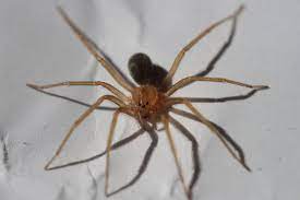 Ele quer comer mil aranhas venenosas em um dia. Conheca As 5 Aranhas Mais Venenosas Do Brasil Atanews