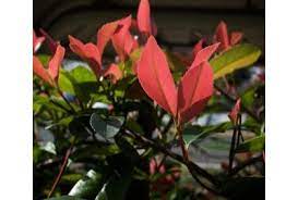 Wie gestalte ich meinen garten richtig. Blog