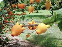 Image result for Solanum mammosum