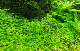 Image result for Elatine