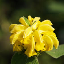 Image result for Phlomis fruticosa