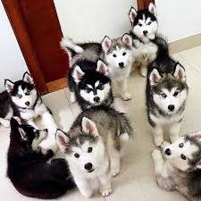 The Best Sight To See Upon Arriving Home Cute Dogs Husky Puppy Cute Baby Animals