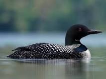 Image result