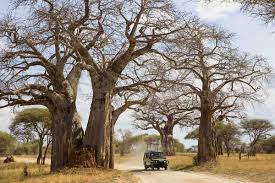 Which are the best wildebeest migration safaris to kenya and tanzania? Kenya Or Tanzania Which Is Best For Safari Go2africa