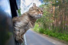 I was driving through nashville in 5 p.m. Traveling With Pets