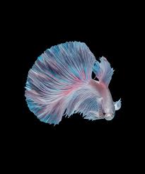 Inspiring quotes when you need some life motivation. 35 Serene And Calming Pictures I Captured Of Betta Fish Bored Panda