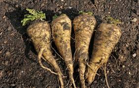 Di fibra, vitamine come la vitamina a, tiamina, riboflavina, niacina e vitamina c e minerali come fosforo, potassio, ferro, calcio e sodio. Pastinaca Cos E Perche Mangiarla E Le Ricette Per Cucinarla Al Meglio Il Club Delle Ricette