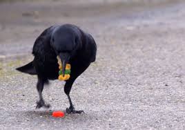May 14, 2021 · you can buy weaning pellets to feed your baby birds during them time. A Murder Of Crows Photo Gallery Nature Pbs
