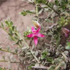 Image result for Centemopsis filiformis