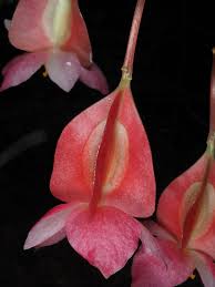 Image result for Begonia poculifera