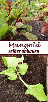 Mangold Im Garten Anbauen Garten Pflanzen Mangold