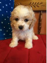 Gleneden cavachon llc offers cavachon puppies for sale in baltimore maryland. Cavachon Puppies For Sale South Carolina 9 Sc 282585