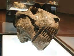 File Gorgonopsid Skull Jpg Prehistoric Animals Prehistoric World Prehistoric Creatures
