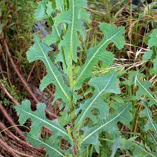 Image result for Lactuca homblei