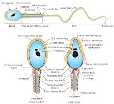 We did not find results for: Sperm Cell Meaning In Marathi Hinkhoj English Marathi Dictionary