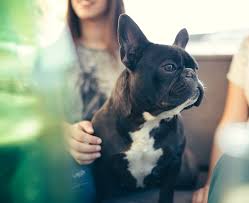 If your pet is showing any signs of medical distress, please call our highland or westville emergency vet hospital immediately. Highlands Animal Hospital Staff Page