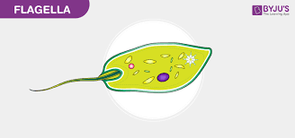 The flagellum functions by rotation to push or pull the cell through a flagella are attached to cells in different places. Flagella Structure Types And Function Of Flagella