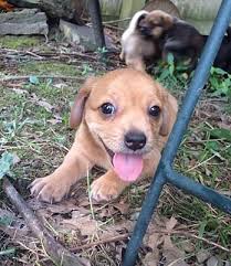 Wayjen lowriders is a small family operation of raising pembroke welsh corgis, with the welfare of our puppies and their future homes being first and foremost. Va Beach Va Corgi Meet Maggie S Puppies A Pet For Adoption