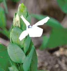 Image result for Ecbolium clarkei