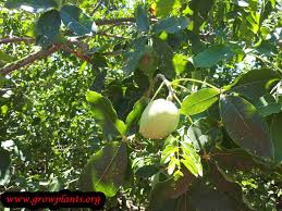 Sapote, large evergreen tree of the sapodilla family and its edible fruit, native to central america. White Sapote How To Grow Care