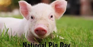 Последние твиты от holiday today (@holidaytodayall). Usa Today Is National Pig Day