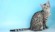 Egyptian Mau Cat Breed Profile | Petfinder