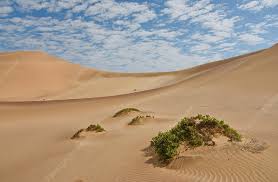 Image result for Arthraerua leubnitziae