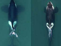 New killer whale species in Pacific Ocean? Study calls for distinction