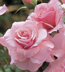 Planting Two Rose Bushes Beautiful Pink Roses Pink Rose Pictures Pink Flowers