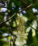 Image result for Macadamia aff. integrifolia