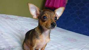Ecuador Localizador De Mascotas Corgi Animals Dogs