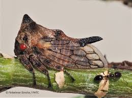 Image result for Oxyrhachis