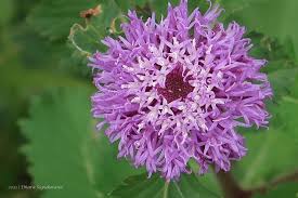 Image result for Centratherum