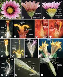 Image result for Lobelia welwitschii