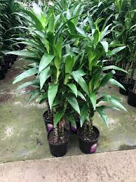 Image result for Dracaena fragrans