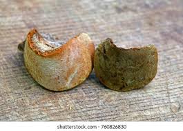 Image result for Phellinus pomaceus